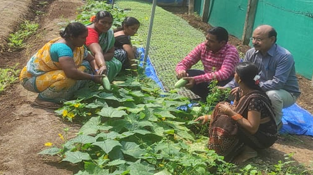 #vegetable cultivation