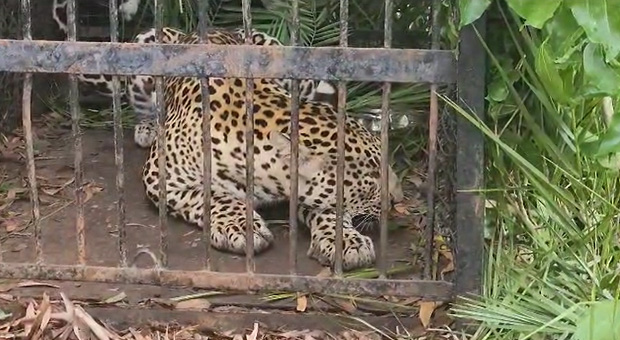 #leopard
