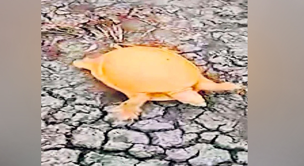#golden turtle