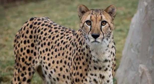 #cheetah movements