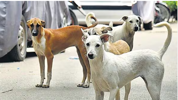 #StrayDogs