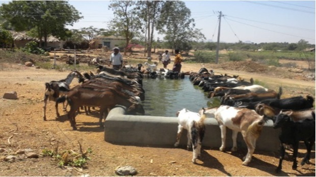 #cattle